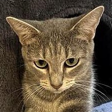 Amelia — thumbnail 6