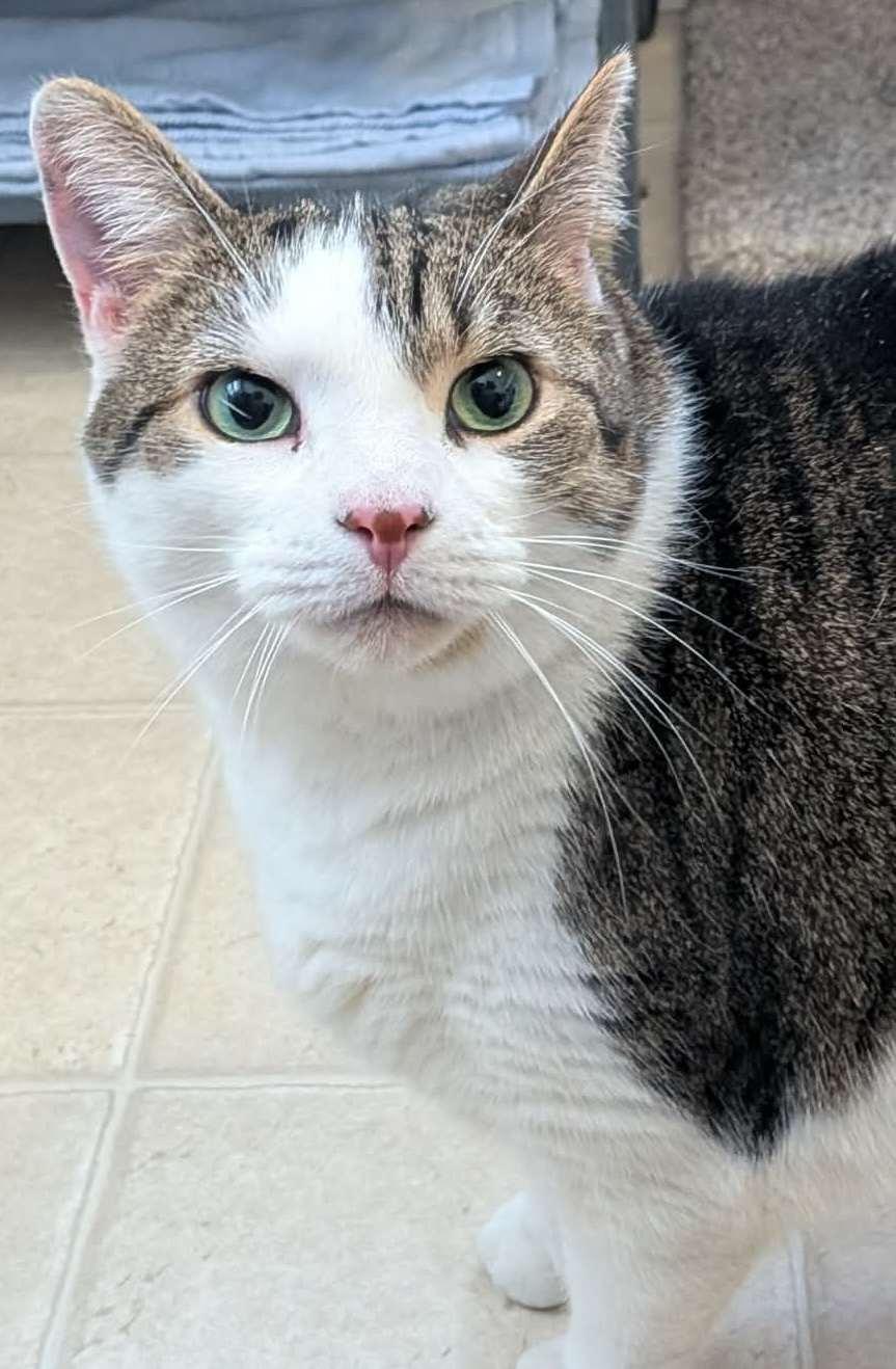 Daisy, ADOPTABLE, Adult Female Domestic Short Hair.