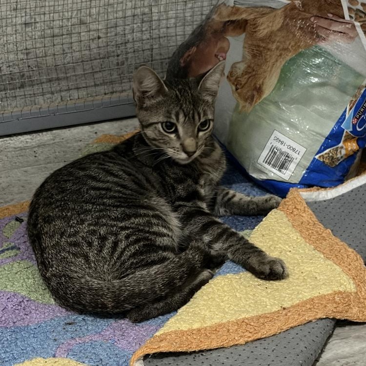 Acorn, adopted, Kitten Male Domestic Short Hair.
