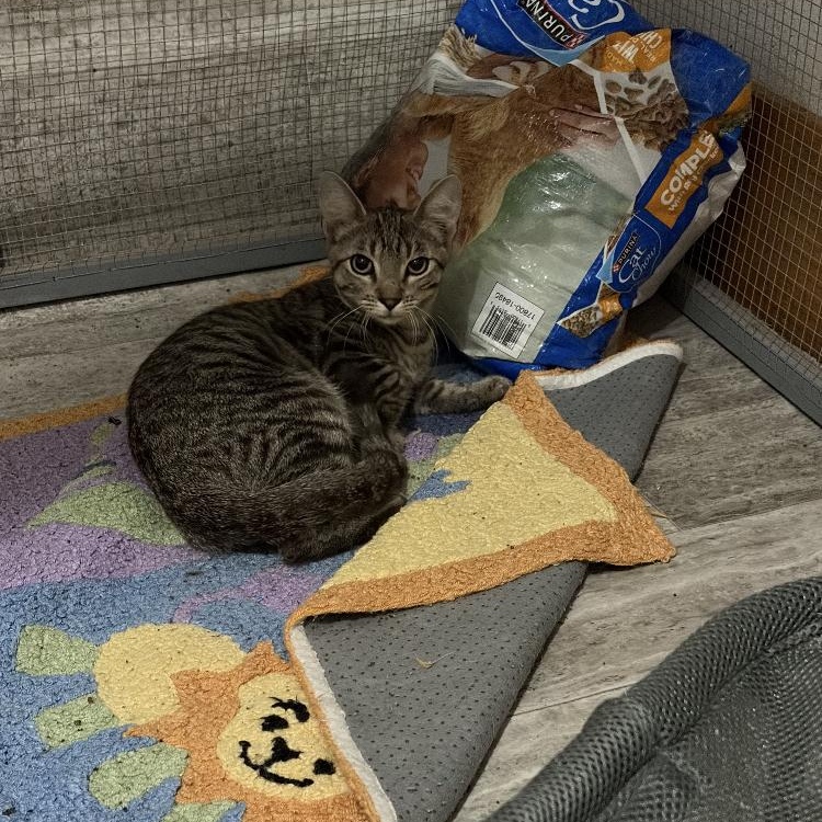 Acorn, an adopted Domestic Short Hair in Arvada, CO image 2/3