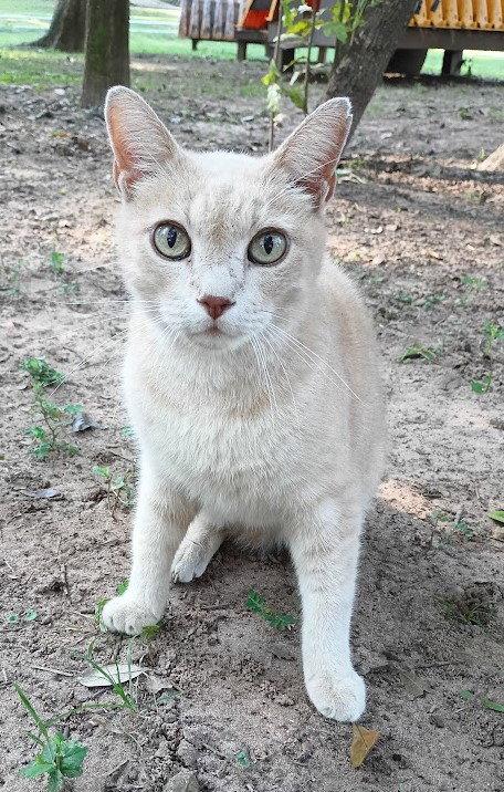 Enlarge Buddy, a Adopted mixed breed in Magnolia Springs, AL image 1/2