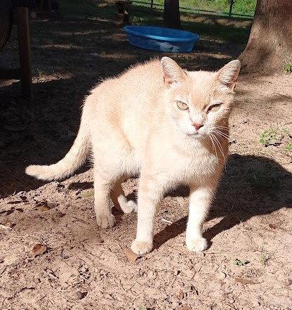 Enlarge Buddy, a Adopted mixed breed in Magnolia Springs, AL image 2/2