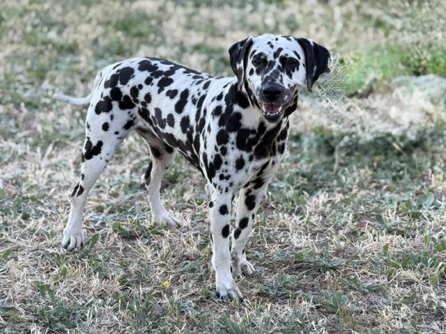 Bubbles, ADOPTABLE, Adult Female Dalmatian.
