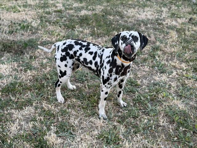 Enlarge Bubbles, a ADOPTABLE Dalmatian in Turlock, CA image 2/2