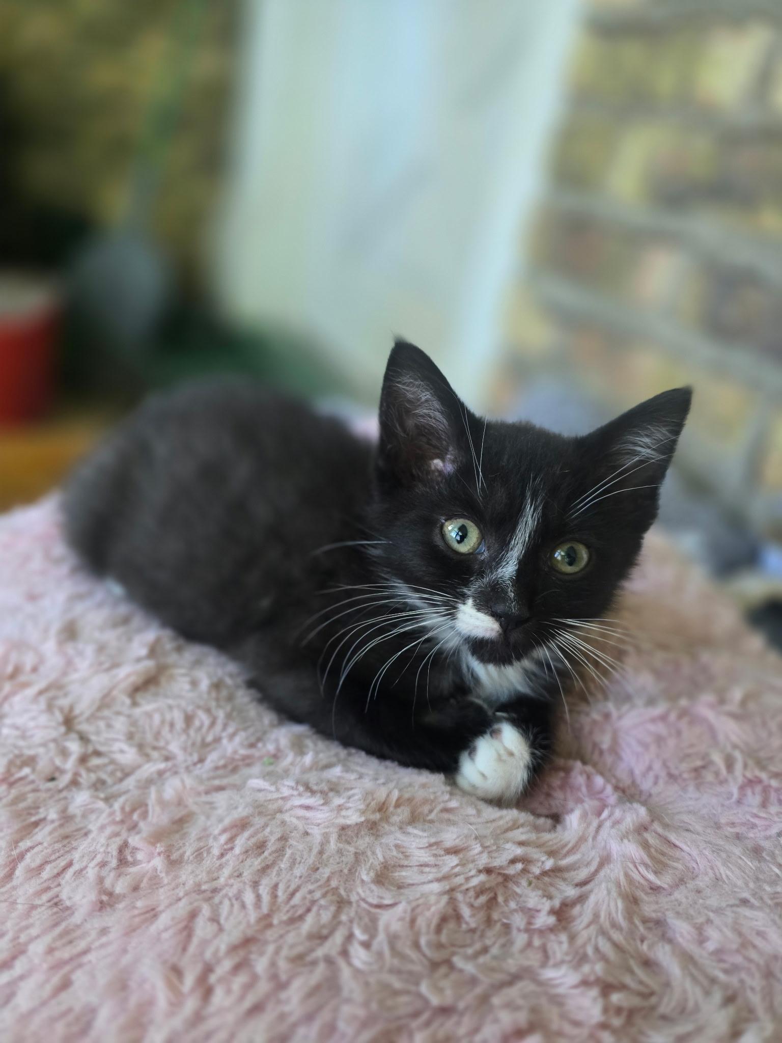 Enlarge Slushy, a Adoptable mixed breed in Wadsworth, IL image 3/4