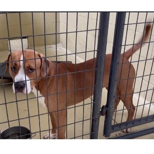 Titan Moon thumbnail 5