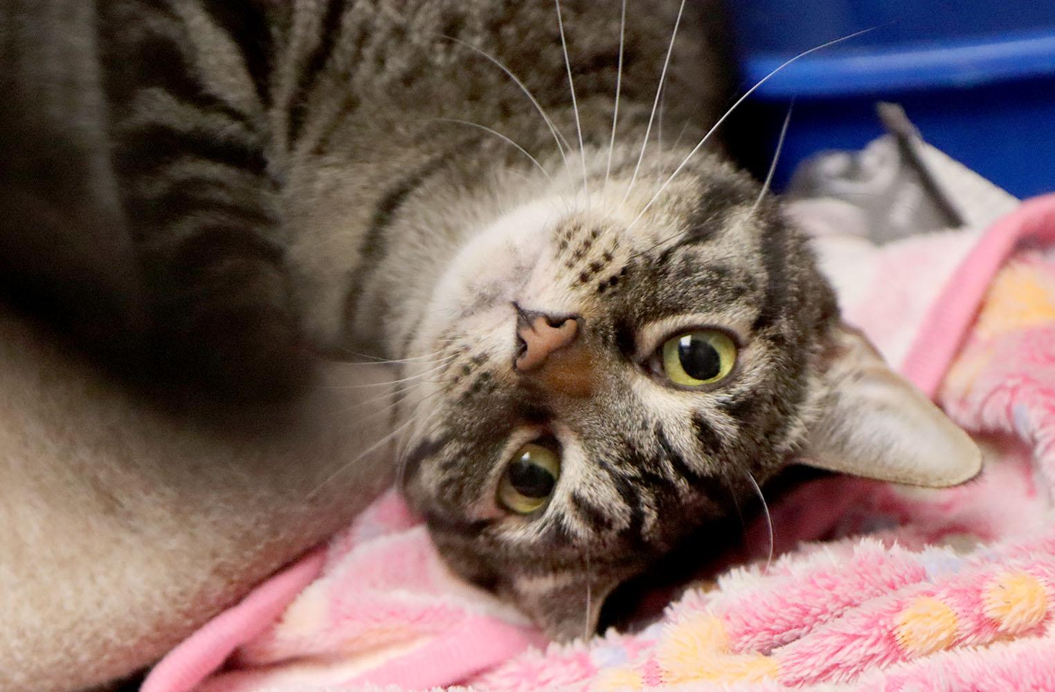 Enlarge Skiggs (AO37481), a Adoptable Domestic Short Hair in Kansas City, KS image 1/5