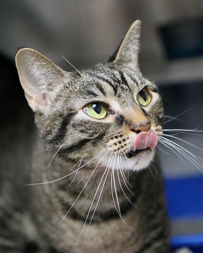 Enlarge Skiggs (AO37481), a Adoptable Domestic Short Hair in Kansas City, KS image 3/5
