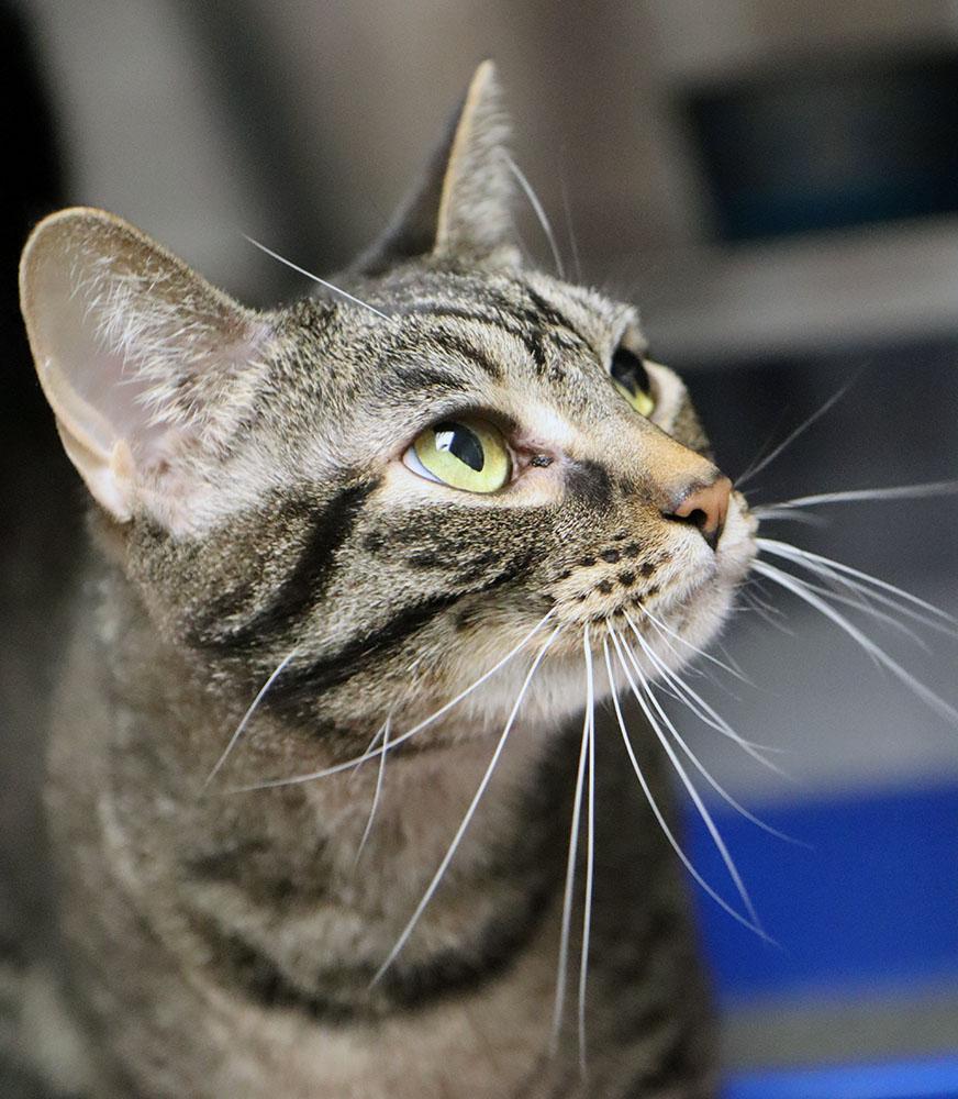 Enlarge Skiggs (AO37481), a Adoptable Domestic Short Hair in Kansas City, KS image 4/5