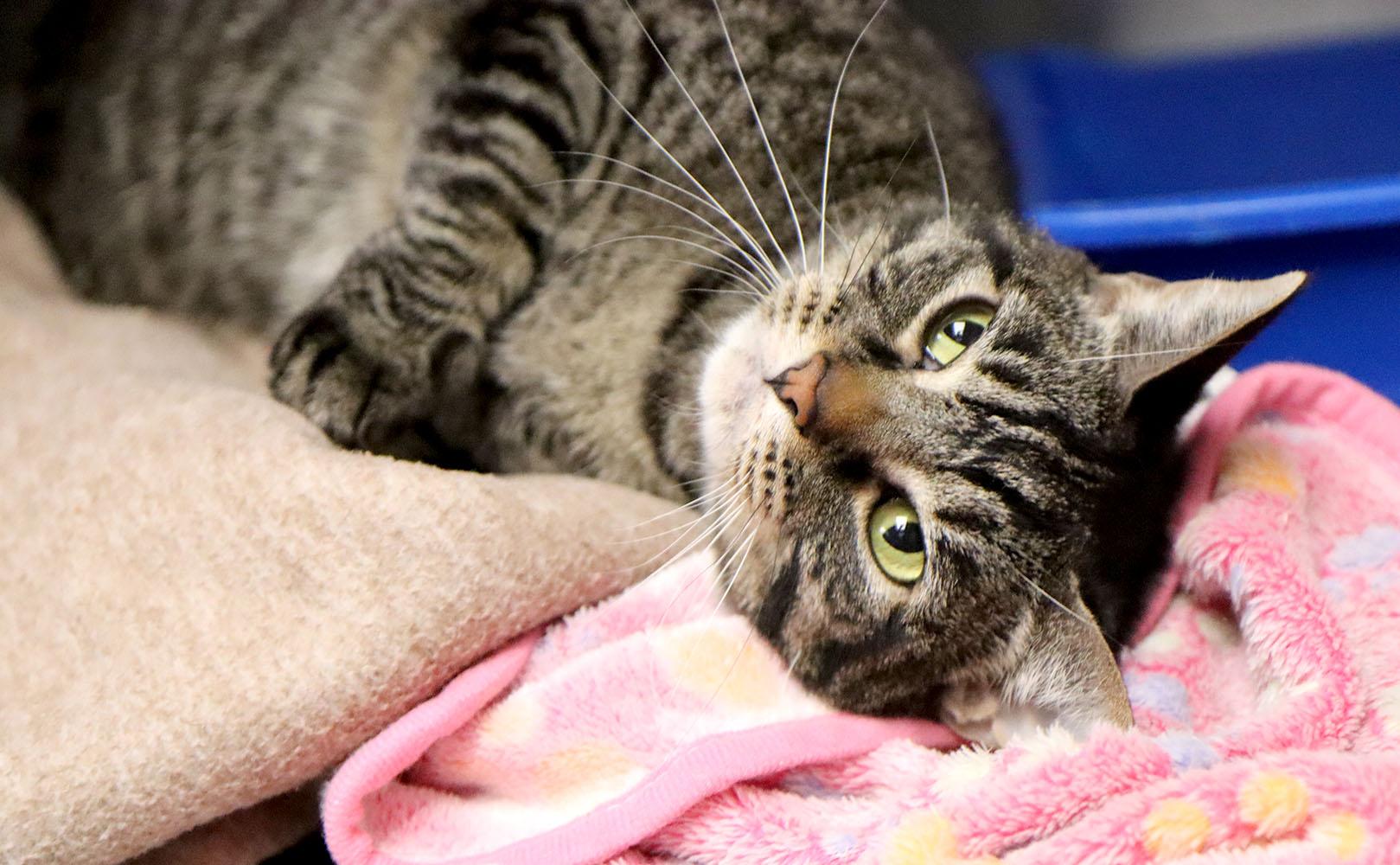 Enlarge Skiggs (AO37481), a Adoptable Domestic Short Hair in Kansas City, KS image 5/5
