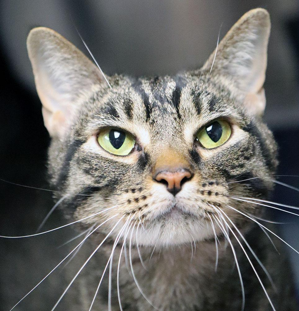 Enlarge Skiggs (AO37481), a Adoptable Domestic Short Hair in Kansas City, KS image 2/5