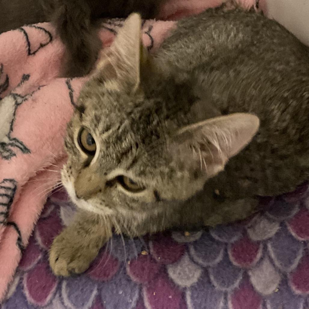 Enlarge GalaxyKM 9 (Tiger, a Adoptable Domestic Short Hair in Colorado Springs, CO image 1/1