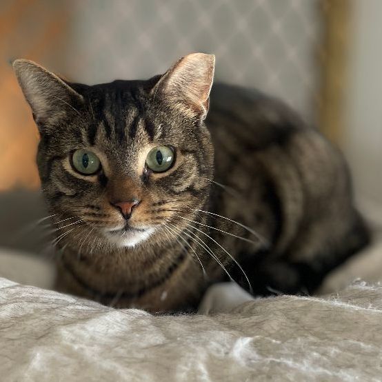 Soprano, Adoptable, Young Male Domestic Short Hair.