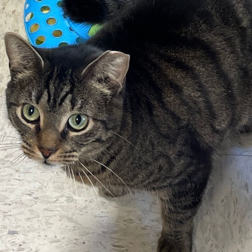 Soprano, a Adoptable mixed breed in East Elmhurst, NY image 2/6