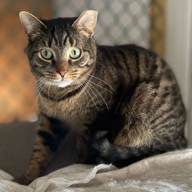 Soprano, a Adoptable mixed breed in East Elmhurst, NY image 3/6