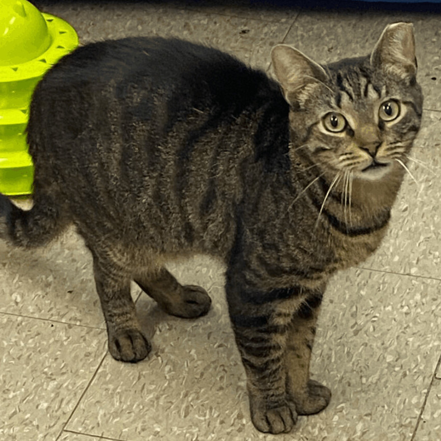 Soprano, a Adoptable mixed breed in East Elmhurst, NY image 4/6