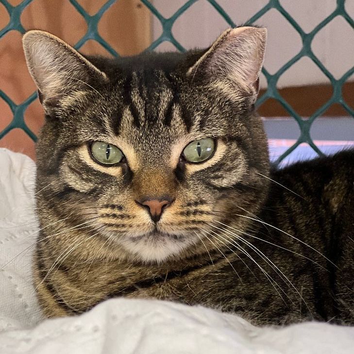 Soprano, a Adoptable mixed breed in East Elmhurst, NY image 5/6