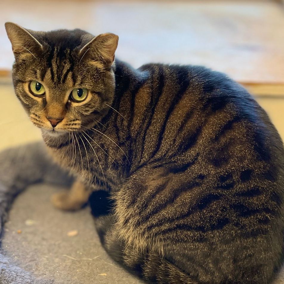 Soprano, a Adoptable mixed breed in East Elmhurst, NY image 6/6