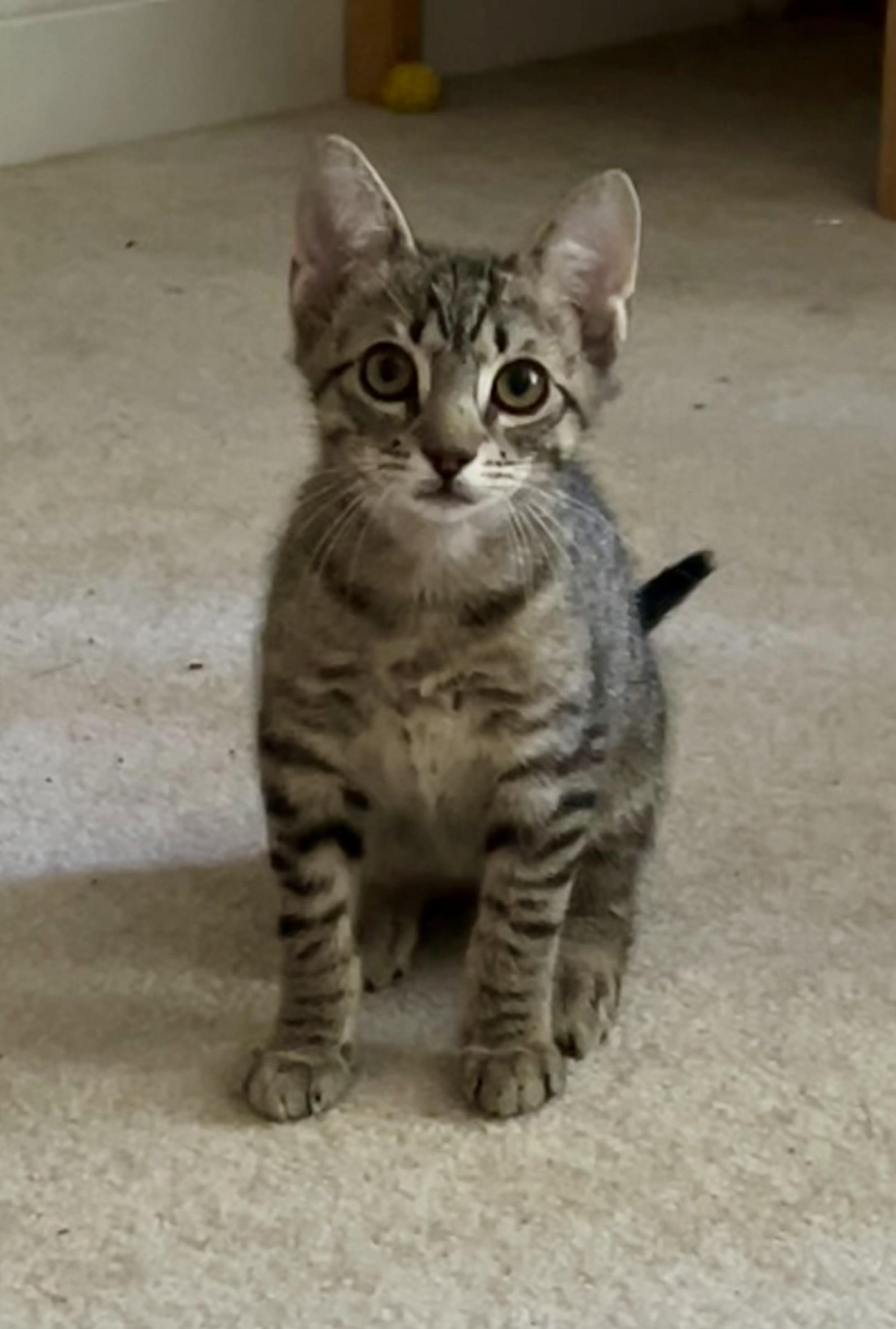 Maddux (Brother of Sadie)