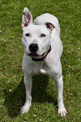 Enlarge Maisie, a Adoptable mixed breed in Norfolk, VA image 1/2