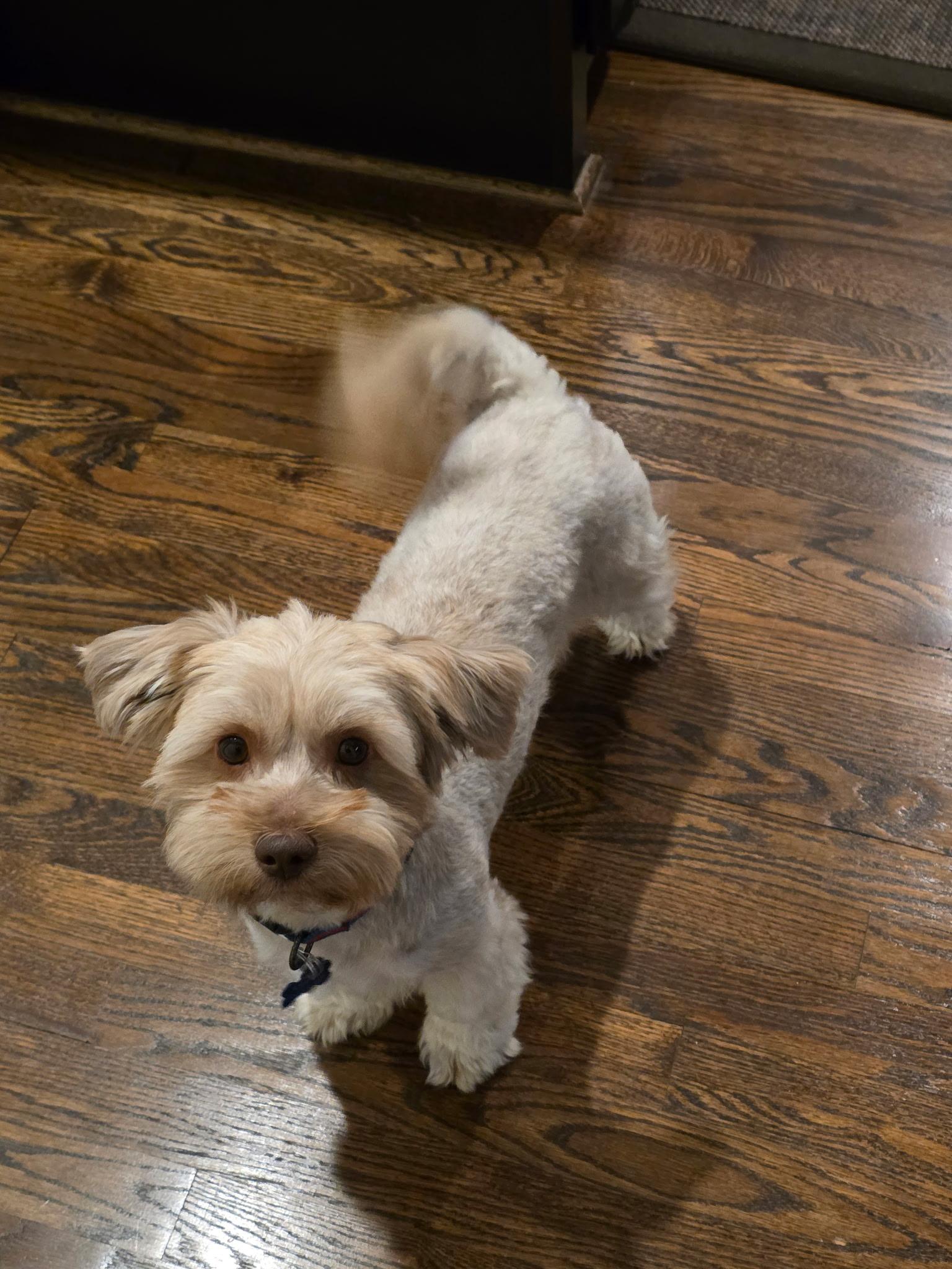 Enlarge Cosmo, an adopted Morkie in Garland, TX image 5/6
