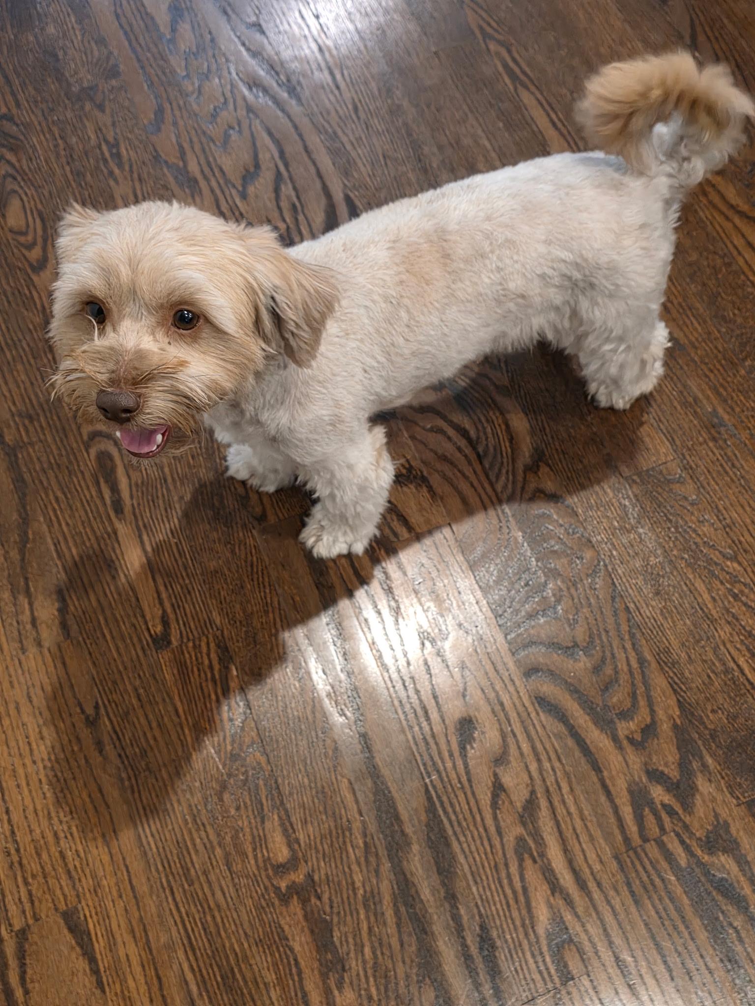 Enlarge Cosmo, an adopted Morkie in Garland, TX image 2/6