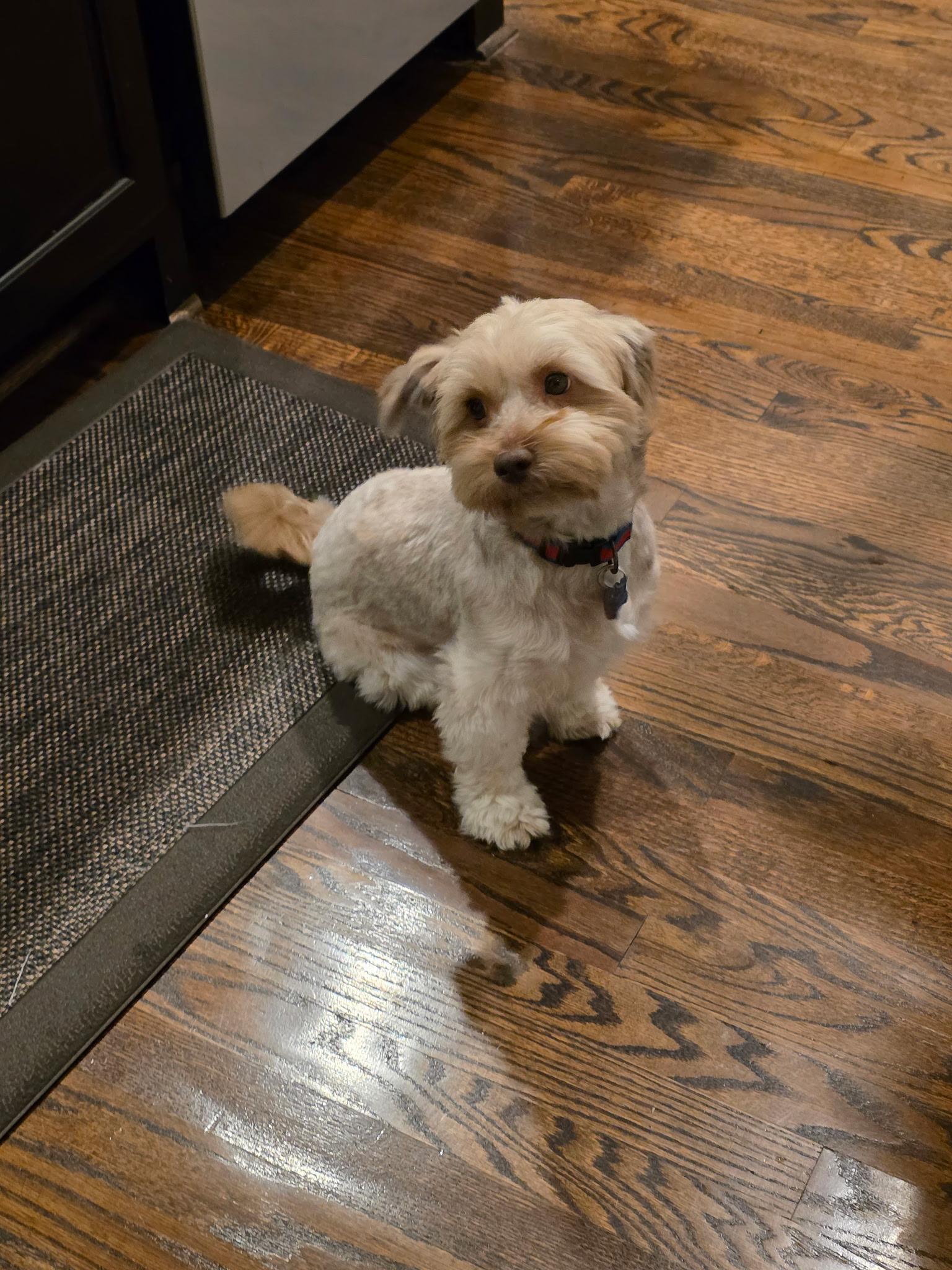 Enlarge Cosmo, an adopted Morkie in Garland, TX image 6/6