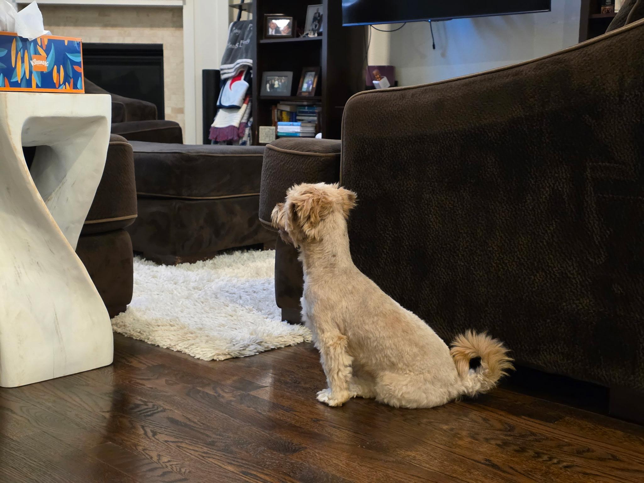 Enlarge Cosmo, an adopted Morkie in Garland, TX image 1/6