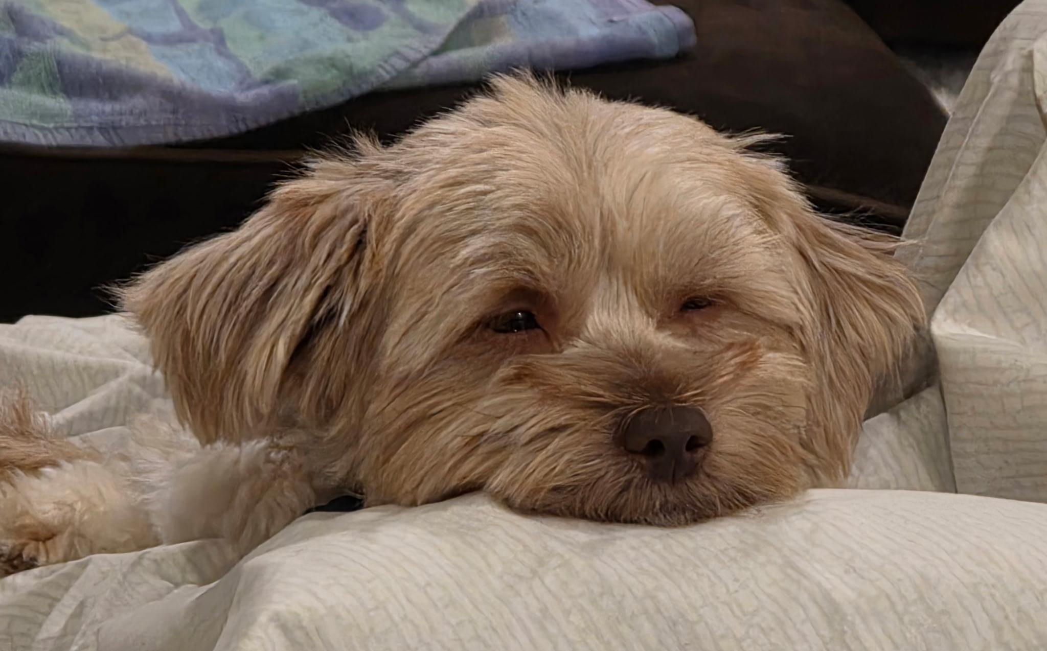 Enlarge Cosmo, an adopted Morkie in Garland, TX image 4/6