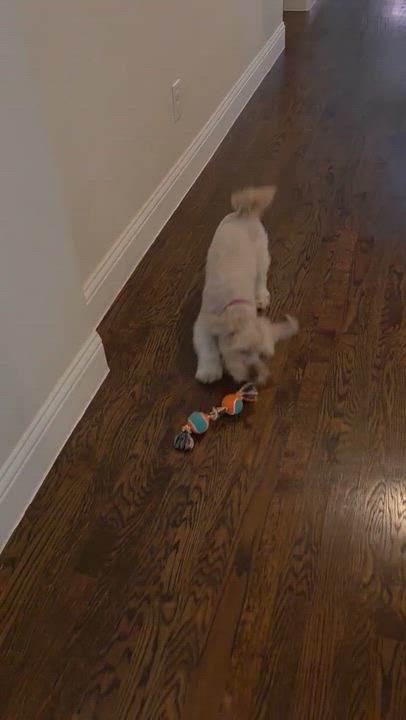 Enlarge Cosmo, an adopted Morkie in Garland, TX video 3/6