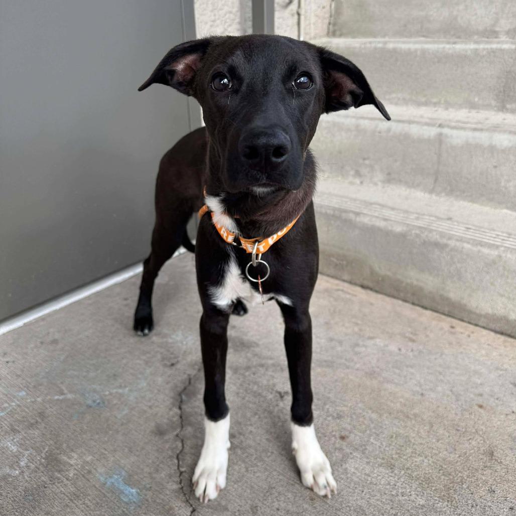 Gaston, a Adoptable Mixed Breed in Bend, OR image 1/3