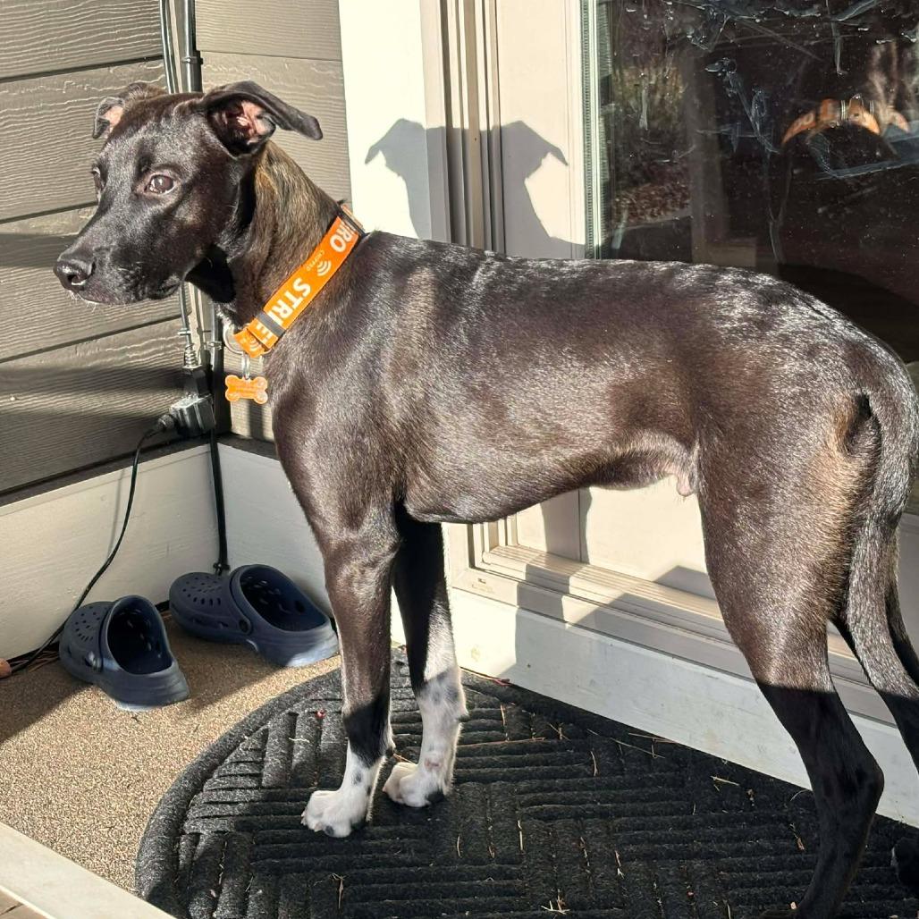 Enlarge Gaston, a Adoptable Mixed Breed in Bend, OR image 2/6