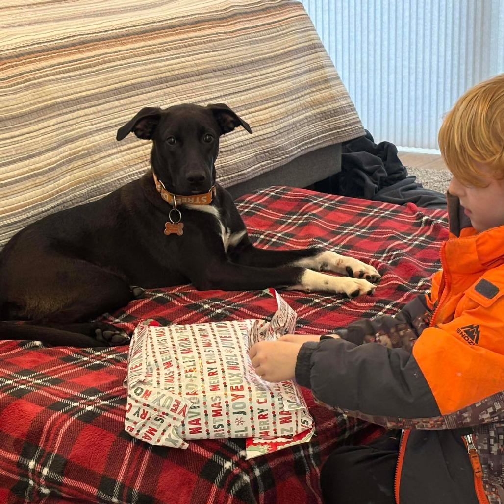 Enlarge Gaston, a Adoptable Mixed Breed in Bend, OR image 3/6