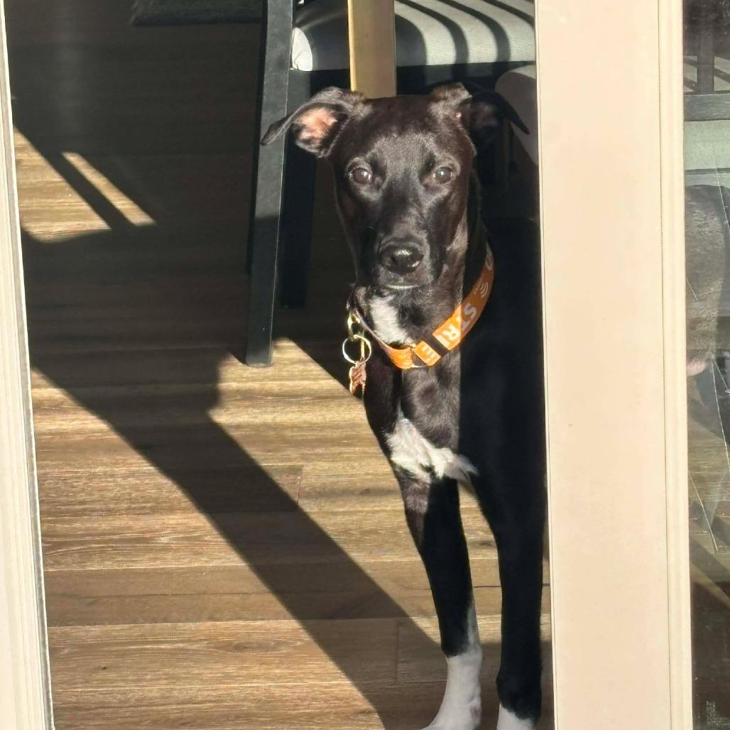 Enlarge Gaston, a Adoptable Mixed Breed in Bend, OR image 4/6