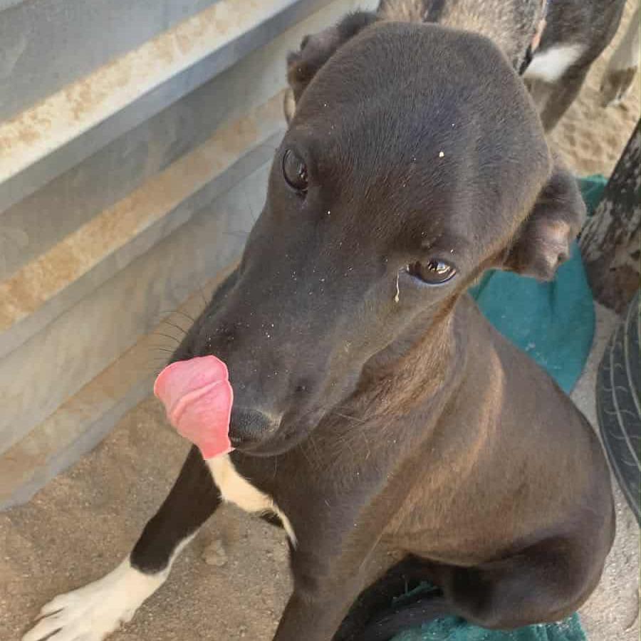 Gaston, a Adoptable Mixed Breed in Bend, OR image 2/3