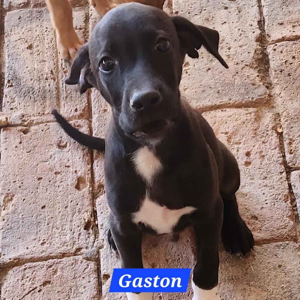 Gaston, a Adoptable Mixed Breed in Bend, OR image 3/3