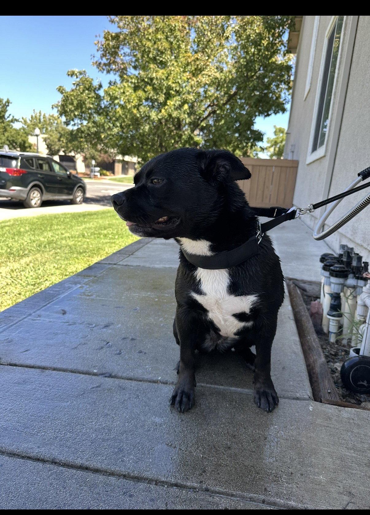 Kiki, Adoptable, Young Female Pit Bull Terrier & Husky.