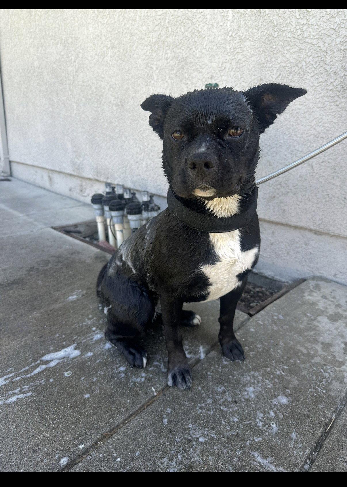 Kiki, a Adoptable mixed breed in Woodland, CA image 2/3