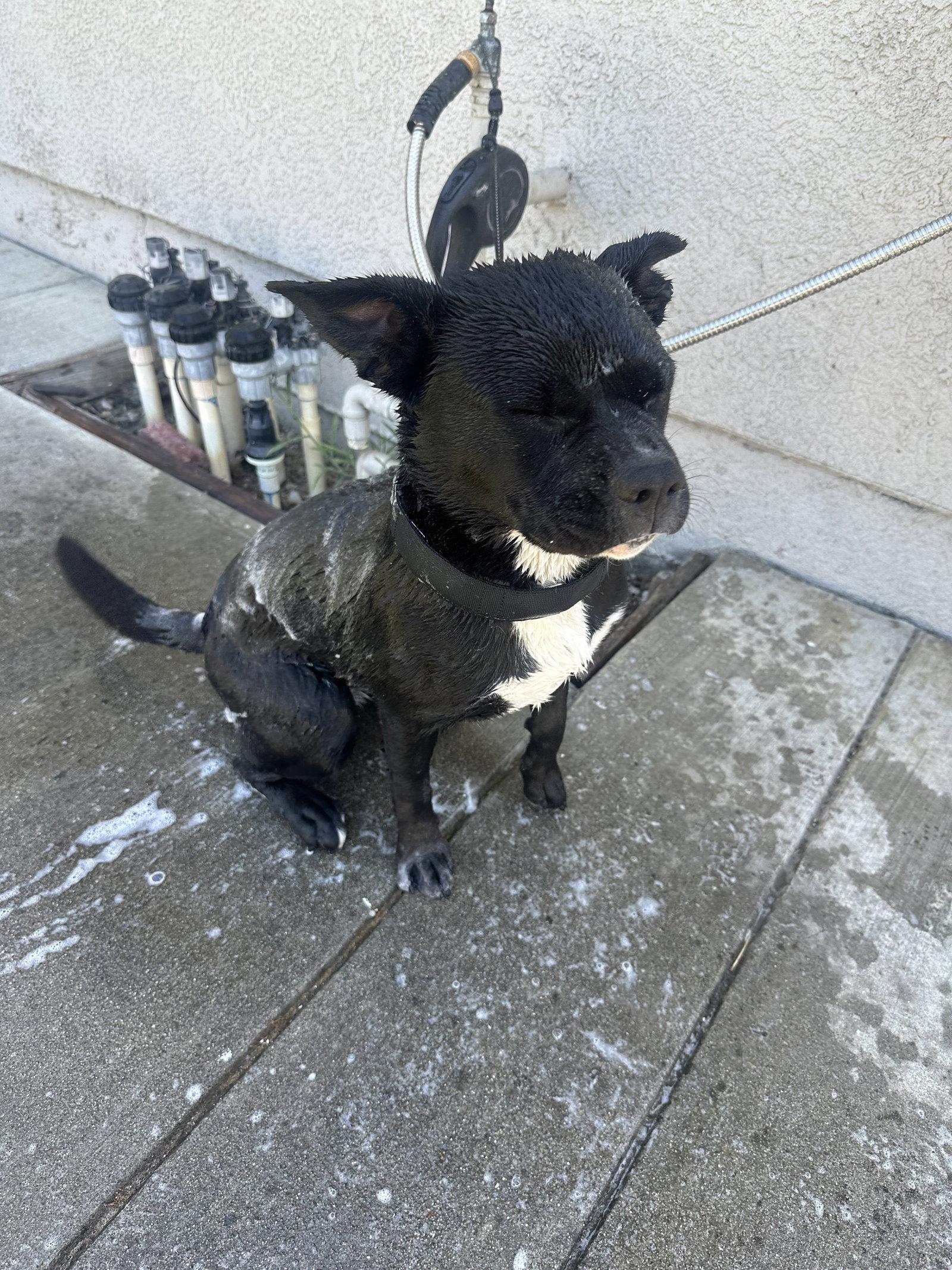 Kiki, a Adoptable mixed breed in Woodland, CA image 3/3