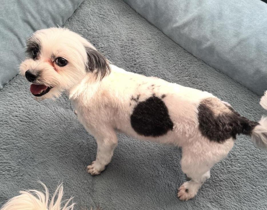 Enlarge Martini, an adopted mixed breed in Glendale, NY image 2/3