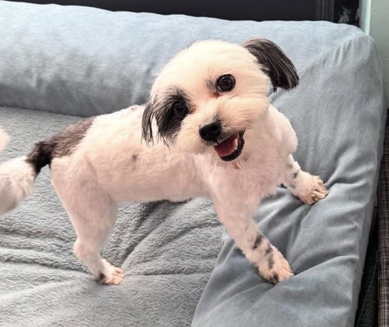 Enlarge Martini, an adopted mixed breed in Glendale, NY image 3/3