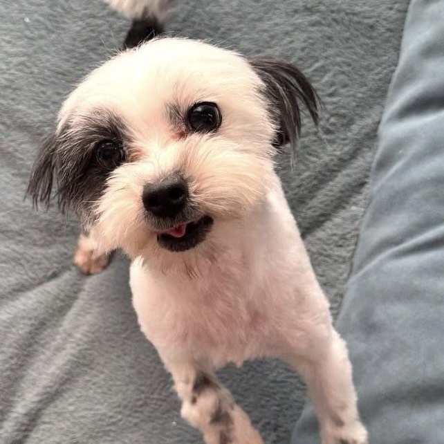 Martini, adopted, Young Female Shih Tzu & Maltese.