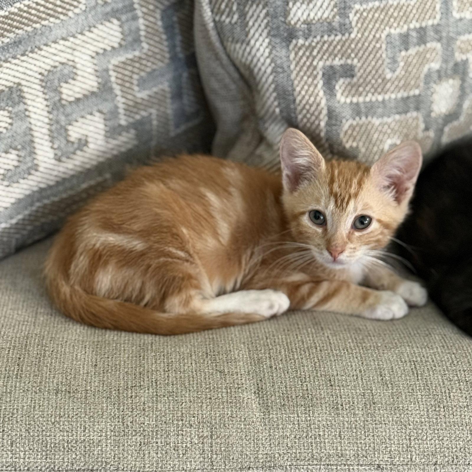 Enlarge Curtis W, a Adopted Domestic Short Hair in Rosenberg, TX image 1/3