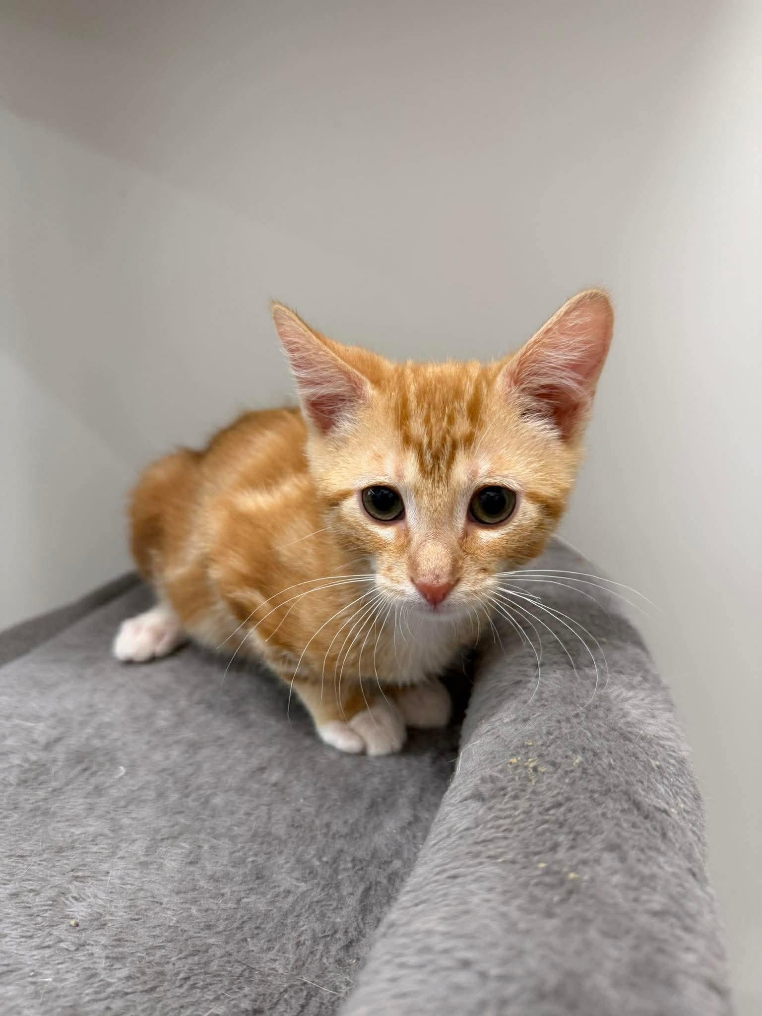 Enlarge Curtis W, a Adopted Domestic Short Hair in Rosenberg, TX image 2/3