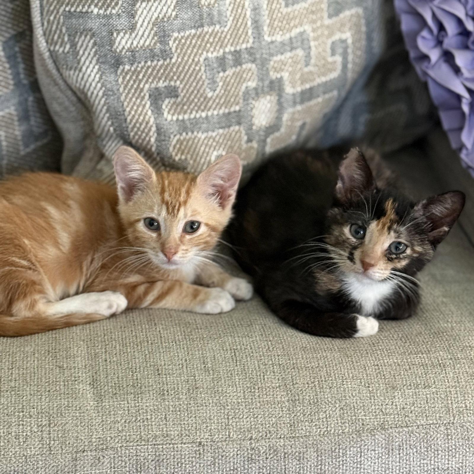 Enlarge Curtis W, a Adopted Domestic Short Hair in Rosenberg, TX image 3/3