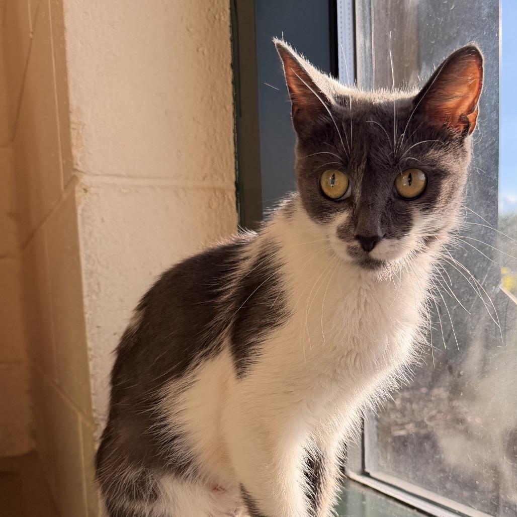 Purrcilla, Adoptable, Adult Female Domestic Medium Hair.