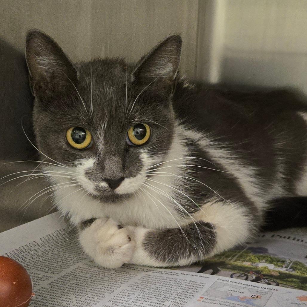 Enlarge Purrcilla, a Adoptable Domestic Medium Hair in Waukesha, WI image 2/2