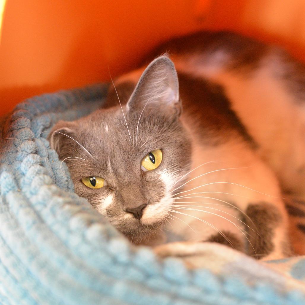 Enlarge Purrcilla, a Adoptable Domestic Medium Hair in Waukesha, WI image 3/3