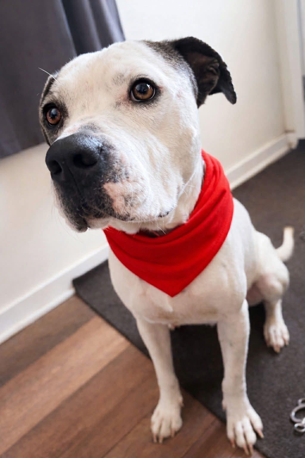 Enlarge Tweed, a Adoptable mixed breed in Charlotte, MI image 5/5