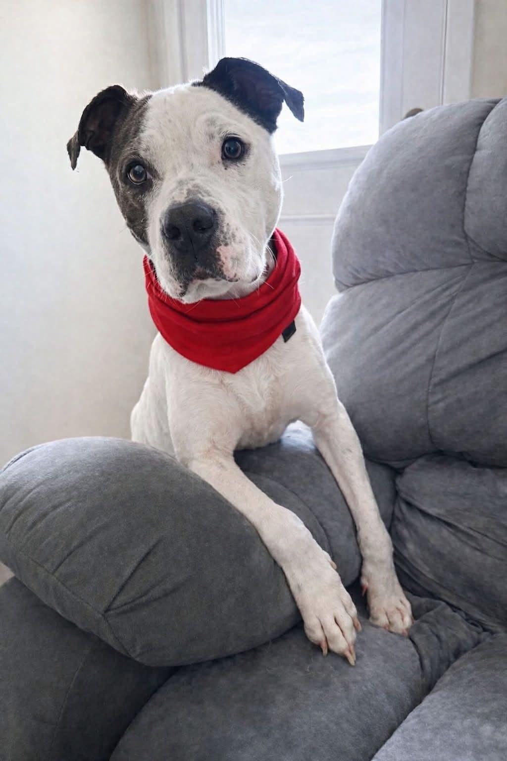 Enlarge Tweed, a Adoptable mixed breed in Charlotte, MI image 2/5